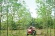Quảng Trị: Cây cao su hồi sinh trên vùng đất chết